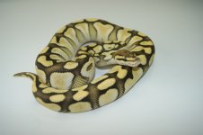 lesser het clown.jpg