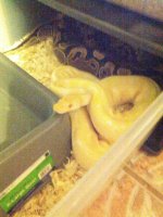 albino.jpg
