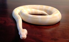 AlbinoBall 3.jpg