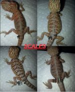 SCALESLLC 4 PIX.jpg