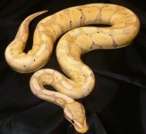 coralglow1-2.jpg