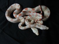 DSCF1527.jpg