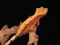 IMG_6655.jpg