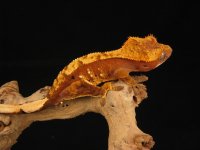 IMG_4136.jpg