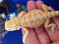 IMG_2229.jpg