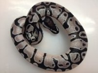 Axanthic Male.jpg
