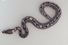 Spider Axanthic.jpg