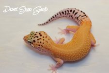 patternlessstripeeclipsemale30g.JPG