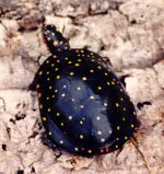 Clemmys_guttata_F_1a.jpg