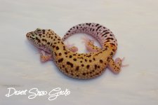 redstripehetrapfemale27g.JPG