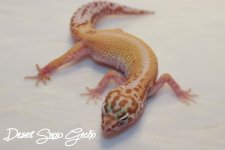 trempersnowstripepossheteclipsefemale30g.JPG