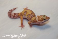 jungelsnowtremperhetrapfemale28g.JPG