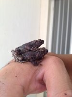 toadlet pair 2.jpg