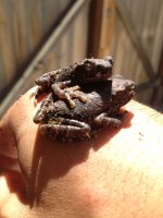 toadlet pair 1.jpg