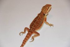 female red dragon.jpg