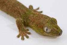 Lizard-Chahoua-1.jpg