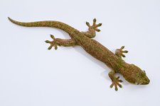 Lizard-Chahoua-2.jpg
