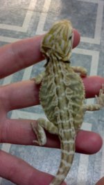 citrus leather het hypo.jpg