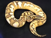 Pastel Calico Enchi.jpg