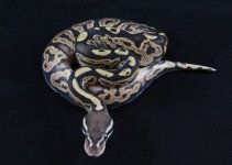 sulfur-black-pastel-21-e1355532995537.jpg