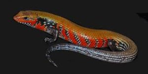 skink.jpg