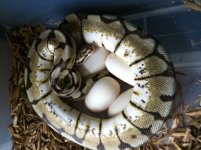 Bee on eggs.jpg