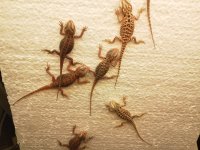 Silk4.jpg Silk4.jpg