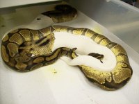 Enchi x Pied2.jpg