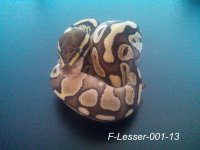 F-Lesser-001-13.jpg