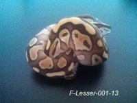 F-Lesser-001-13-2.jpg