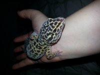 gecko.jpg