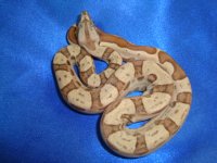 Male Hypo Jungle Motley 1 005.JPG