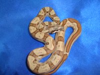 Male Hypo Jungle Motley 1 004.JPG