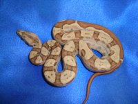 Male Hypo Jungle Motley 1 002.JPG