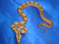 Female Hypo Jungle Motley 1.JPG