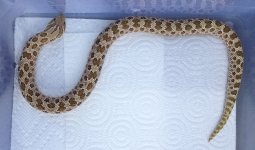 2011-dhs-female-790x466.jpg