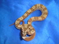 Female Hypo Jungle Motley 2.JPG
