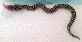 baby-hog-female-first-meal755x393.jpg