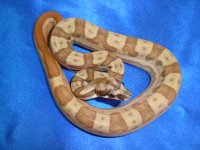Female Hypo Jungle Motley 3.JPG