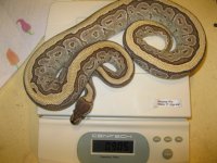 FS Aug 31 13 043.JPG