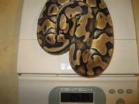 FS Aug 31 13 039.JPG