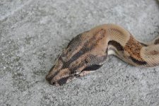 ZZZZZ.jpg