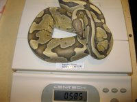 FS Aug 31 13 041.JPG