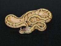 Enchi Lemon Blast.jpg