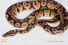 Pastel Het Ghost Male 038tf - small.jpg