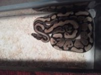 GetAttachment (12).jpg