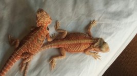 PAIR 1.jpg