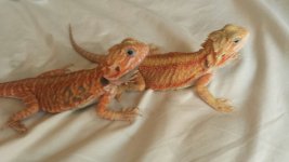 Pair 3.jpg