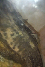 photo-4.PNG