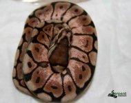 SPS20130627-5.jpg